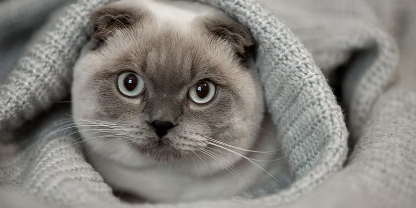 Gatos